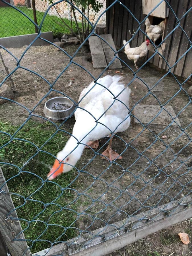 Ferienwohnung Gans Auguste Dohna Eksteriør bilde